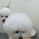 봄이까까 이미지