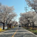 용암3길 | 천안 북면 위례벚꽃길 실시간 개화상황 / 벚꽃축제 때 만개할 듯