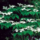 5월, 6월의 하얀 꽃 "산딸나무" 이미지