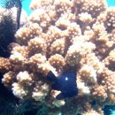 보라카이 체험다이빙-수중환경 이미지