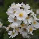 해뜸이야기 이미지