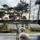 별산펜션 | [전남] 애견 동반 가능한 가성비 펜션 리스트 (영암, 담양, 화순, 구례)