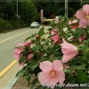 2009.7.25 의왕시 오전동 주민자치센터에서 조성한 백운로 꽃길(4) 이미지