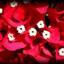 카사비앙카 이미지