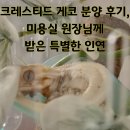 크레스티드 게코 분양 후기, 미용실 원장님께 받은 특별한 인연!