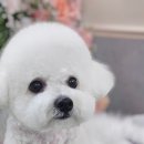 웰니스 펫뷰티 이미지