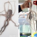 뻘낙지수산 이미지