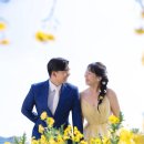 노란꽃 | 결혼준비 스튜디오, 메이스튜디오 노란 드레스 꽃 배경 후기