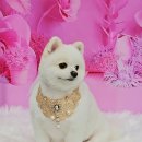 멍이의 품격 이미지