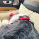 마포, 걷고싶은길 9코스 | 93 : 부지런한 강아지 가을 공원나들이(1)(난지연못, 하늘공원메타세콰이어길, 월드컵공원반려견놀이터)