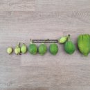 성숙농장 이미지