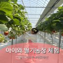 남동117 | 인천 딸기의하루 딸기체험 케이크만들기 가격 예약 내돈내산 추천 비추천 후기