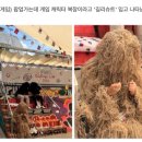 푸파 네이버블로그