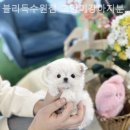 블리독수원점 고양이강아지분양 미니비숑프리제말티푸포메입양 이미지