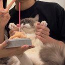 제주 담빈하우스 | 24~25주 리베르여성병원, 입체초음파, 임당검사 후기,아기방 꾸미기, 가성비 임부복 추천, 소베맘, 트립...