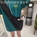 부산강아지분양 알프펫 네이버블로그
