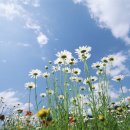 정옥순농장 이미지