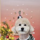 멍블리 펫 이미지