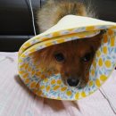 똥꼬발랄 네이버블로그