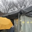 장수농원 | 내돈내산 | 광교산 입구 광교헌농원 돼지바베큐 감자전 낮술 후기