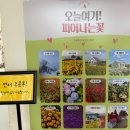 지금여기꽃 | 전주 근교 카페 오늘여기, 지금 딱 예쁜 꽃구경 명소 아기랑 다녀온 솔직 후기