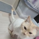 무릎 위의 고양이 무냥 이미지