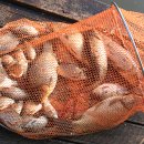 붕어의 신 이미지