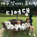 디어댕 | 대구 강아지 유치원 디어댕 1년 넘게 다닌 찐 내돈내산 후기