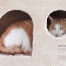 동물사랑애견샵 이미지