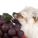 포도메디칼