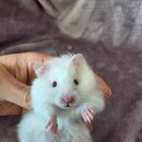 메다카린 이미지