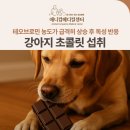 첨단사랑동물병원 | 강아지 초콜릿 섭취 치료 후기, 신당/금호/약수 동물병원, 애니컴메디컬센터