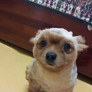 예 Daum카페