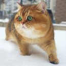 토실토실 네이버블로그