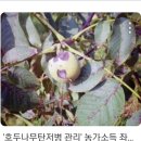 호두나무 이미지