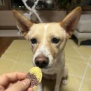 도몽다옹 이미지