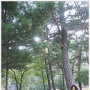개미들솔향기야영장 이미지
