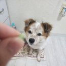 돌봄 | 당근마켓 강아지 돌봄 알바 후기·우리 집에 양말이 다녀감!
