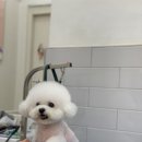 몽슈피스 이미지