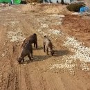 삼남매 염소농장 이미지