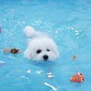 퍼피스프링 이미지