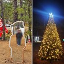 안성 별숲 캠핑장 → 에버그린 | 광주 목포 근교 글램핑장 추천! 전남 신안 에버그린 캠핑장 (몸만가도 되는 소나무숲 글램핑)
