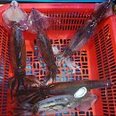 ▣ 바다여행:- 경주양남/ 주상절리 전망대 ■포항+구릉포:-갈절곶-1 이미지