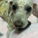 멍멍쩝쩝 이미지