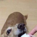 솜사탕 이미지