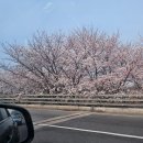 때빼고 광나개 | (9) 벚꽃이 피면 중간고사가 다가온다던데