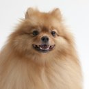 잘나가는 강아지 네이버블로그