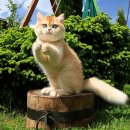 골든베니 이미지