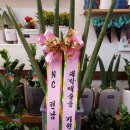 네이쳐컬렉션NC