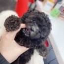 도그메리트강아지